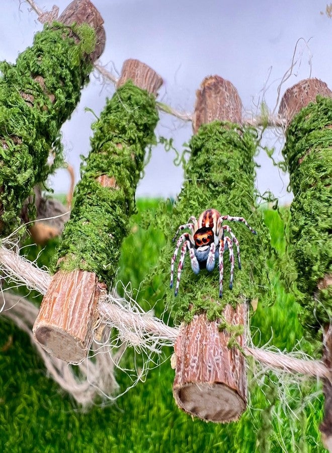 Daerky Jumping Spider Rope Bridge,A Solid Wood Climbing Suspension Bridge, a Jumping Spider Enclosure Accessory, Handmade, a Spider Jump Platform, Used As a Decorative Accessory for Small Reptile Enclosures - Image 3